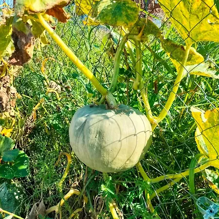 A1 - Airport * Belgrad